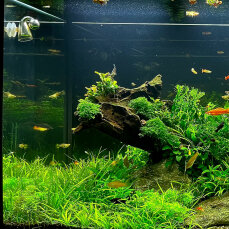 Aquariumlayout Winter Hotel von Tropica für ein 350 l Aquarium