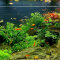 Aquariumlayout Winter Hotel von Tropica für ein 350 l Aquarium