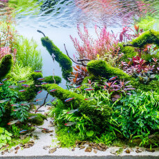 Aquariumlayout 118 - The Power of Silence von Tropica für ein 210 l Aquarium