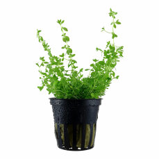 Hemianthus micranthemoides 048A Topf