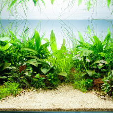 Aquarienlayout 46 von Tropica für ein 200 l Aquarium