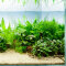 Aquarienlayout 46 von Tropica für ein 200 l Aquarium