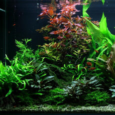 Aquariumlayout 48 von Tropica für ein 300 l Aquarium