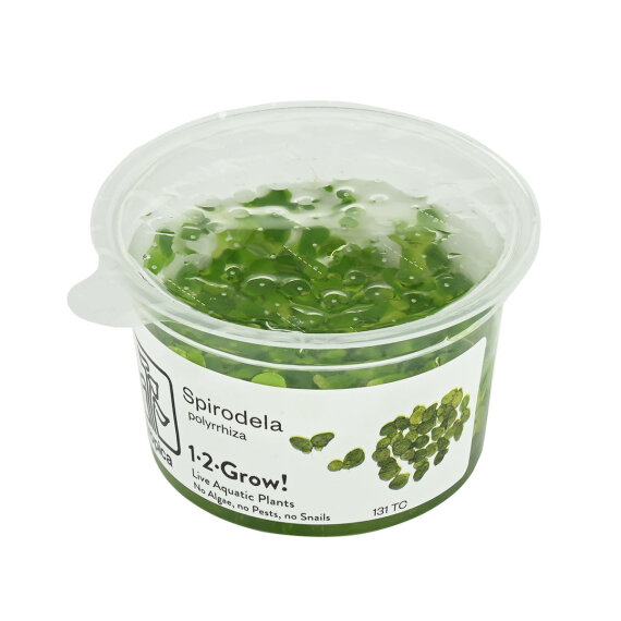 Spirodela polyrhiza - Vielwurzelige Teichlinse, Schwimmpflanze InVitro