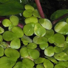 Spirodela polyrhiza - Vielwurzelige Teichlinse, Schwimmpflanze InVitro