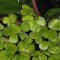 Spirodela polyrhiza - Vielwurzelige Teichlinse, Schwimmpflanze InVitro