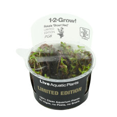 Rotala rotundifolia Blood Red - Limited Edition