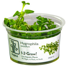 Hygrophila serpyllum - Kleinblättriges...