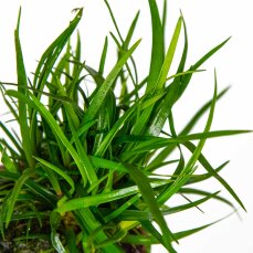 Eriocaulon sp. Vietnam, grasartige Aquarienpflanze