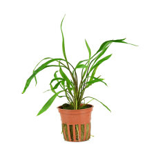 Cryptocoryne spiralis Red, Rote Aquarienpflanze von Tropica