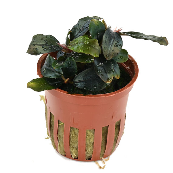 Bucephalandra sordidula Blue, besondere Aufsitzerpflanze