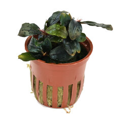 Bucephalandra sordidula Blue, besondere Aufsitzerpflanze