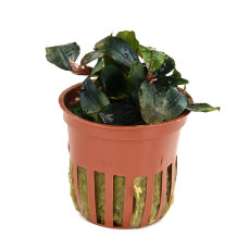 Bucephalandra sordidula Blue, besondere Aufsitzerpflanze