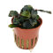 Bucephalandra sordidula Blue, besondere Aufsitzerpflanze