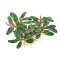 Bucephalandra sordidula Blue, besondere Aufsitzerpflanze