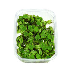 Salvinia minima - Kleiner Büschelfarn....