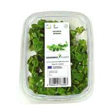 Salvinia minima - Kleiner Büschelfarn. Schwimmpflanze Portion Dennerle
