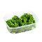 Salvinia minima - Kleiner Büschelfarn. Schwimmpflanze Portion Dennerle