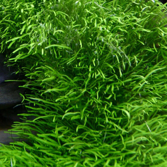 Utricularia graminifolia - Grasblättriger Wasserschlauch Tropica