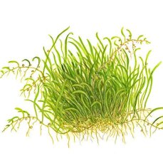 Utricularia graminifolia - Grasblättriger Wasserschlauch