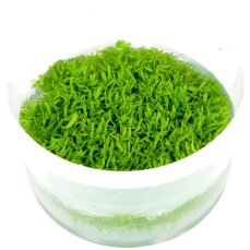 Utricularia graminifolia - Grasblättriger Wasserschlauch Tropica
