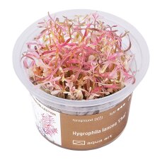 Hygrophila lancea Chai, seltener Blickfang im Aquarium