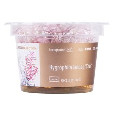 Hygrophila lancea Chai, seltener Blickfang im Aquarium
