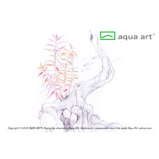 Hygrophila lancea Chai, seltener Blickfang im Aquarium