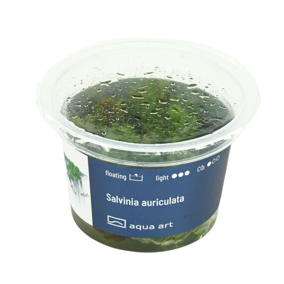 Salvinia auriculata - Kleinohriger Büschelfarn, Schwimmfarn