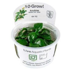 Anubias barteri var. nana - Zwergspeerblatt InVitro Pflanze