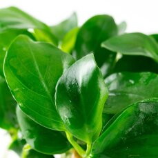 Anubias barteri var. nana - Zwergspeerblatt InVitro Pflanze