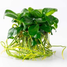 Anubias barteri var. nana - Zwergspeerblatt InVitro Pflanze