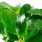 Anubias barteri var. nana - Zwergspeerblatt InVitro Pflanze