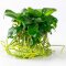 Anubias barteri var. nana - Zwergspeerblatt InVitro Pflanze