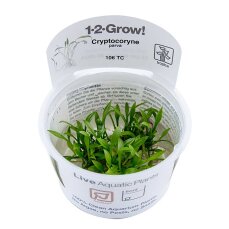 Cryptocoryne parva - Zwergwasserkelch, Vordergrundpflanze...