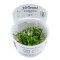 Cryptocoryne parva - Zwergwasserkelch, Vordergrundpflanze InVitro Pflanze