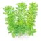 Hottonia palustris - Wasserfeder InVitro-Pflanzen