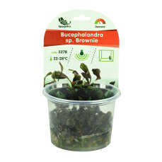 Bucephalandra sp. Brownie (Batang Kawa)