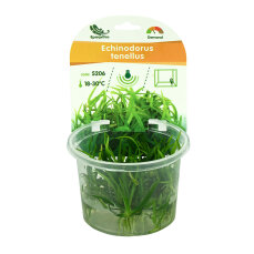 Echinodorus tenellus (Syn: Helanthium tenellum) -...