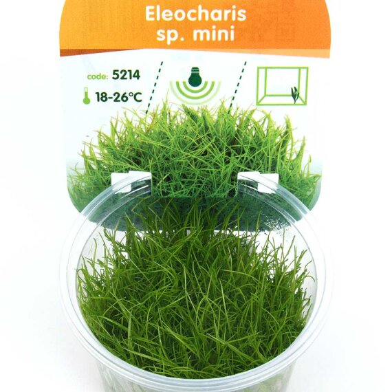 Eleocharis sp. mini, Miniaturform Teppichpflanze