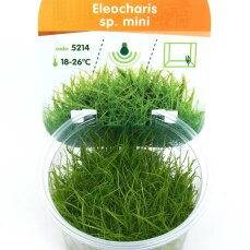 Eleocharis sp. mini, Miniaturform Teppichpflanze