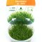 Eleocharis sp. mini, Miniaturform Teppichpflanze