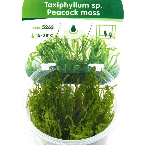 Peacock moss (Taxiphyllum sp.), Aquarien und Terrarien Pflanze