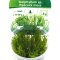 Peacock moss (Taxiphyllum sp.), Aquarien und Terrarien Pflanze