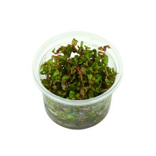 Rotala macrandra, intensive Farbe