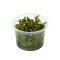 Rotala macrandra, intensive Farbe