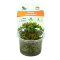 Rotala macrandra, intensive Farbe