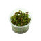 Rotala macrandra, intensive Farbe