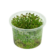 Rotala sp. Yao Yai InVitro Pflanze, Hintergrundpflanze