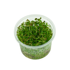 Rotala sp. Yao Yai InVitro Pflanze, Hintergrundpflanze